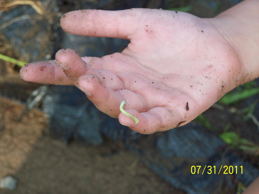 Inching along by shimmer-thestral on DeviantArt