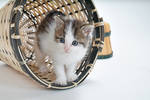 in a basket by JimmyDefiant