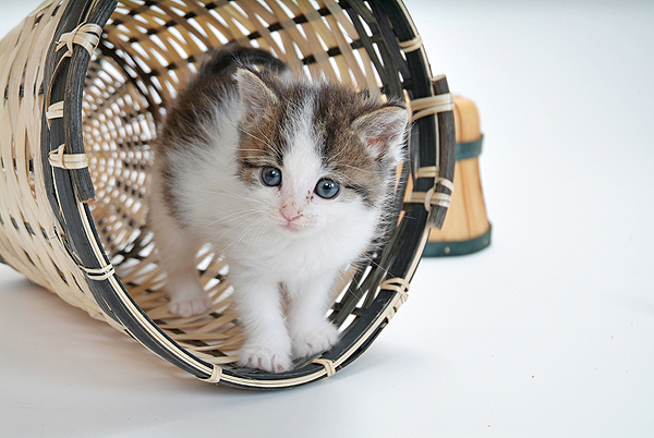 in a basket