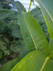 Squash Vine Borer Moth