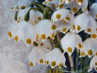 Leucojum II