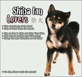 Shiba Inu Lovers Info