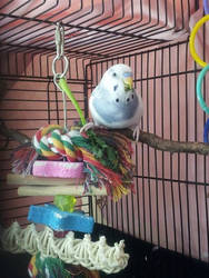 Theo the Budgie