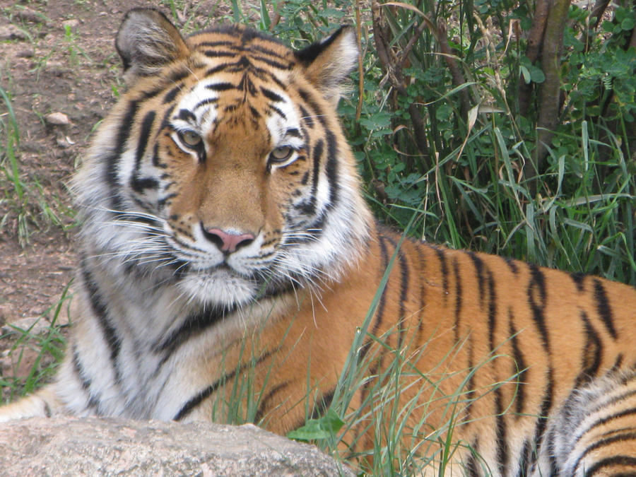Download Pretty Tiger By Nutbunnies On Deviantart