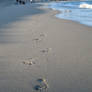 Chasing footprints in the sand