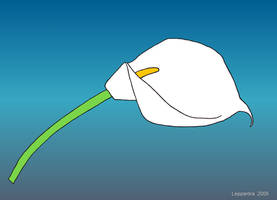 White Calla Lily