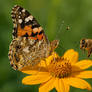 Butterfly and Honeybee
