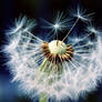 Dandelion Fruits 2.