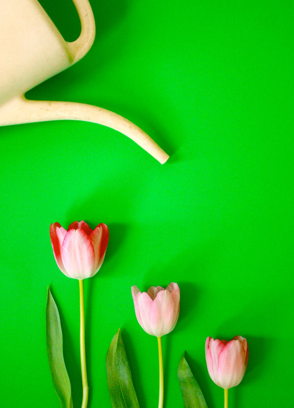 Watering the flowers