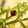 Ladybird