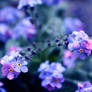 Forget-me-nots