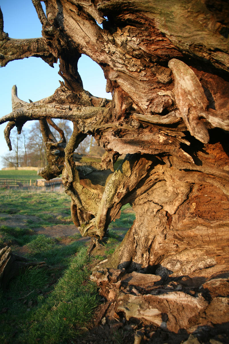 Roots by pdjbarber on DeviantArt