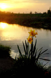 daffodill in the Sunset