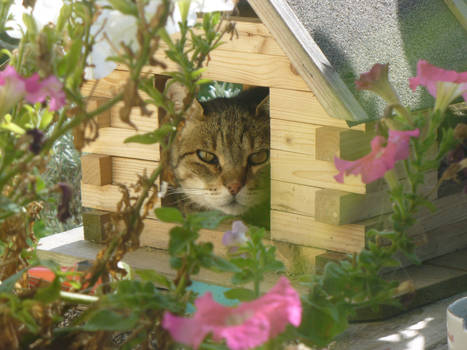 Bird-feeder - Cat-sleeper