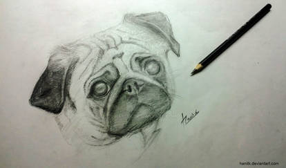 Pug