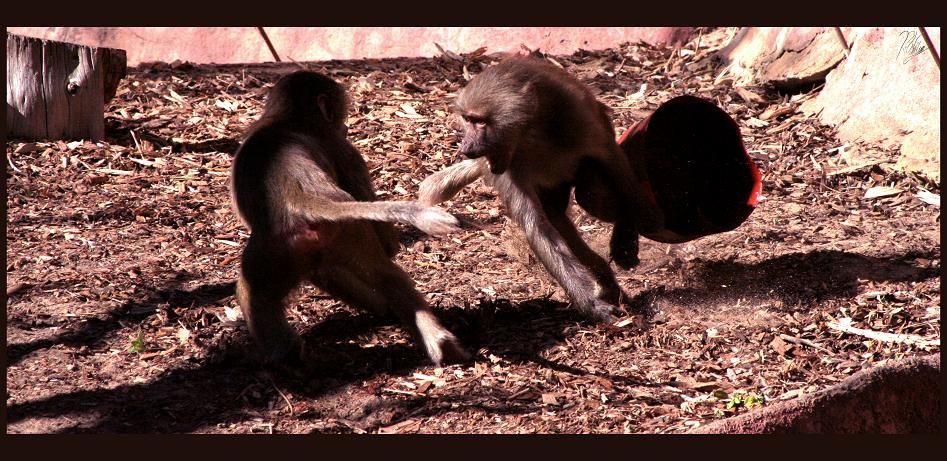 Monkeys Playing pt 1