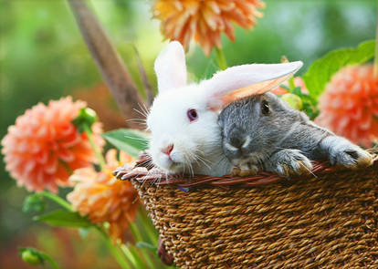 Summer bunnies