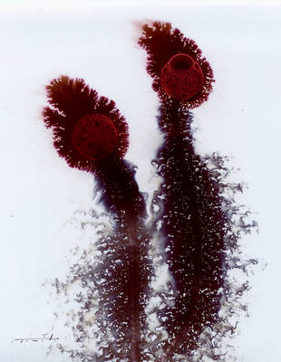 STRANGE FLOWERS. Painting by Jose Tonito. by JoseTonito