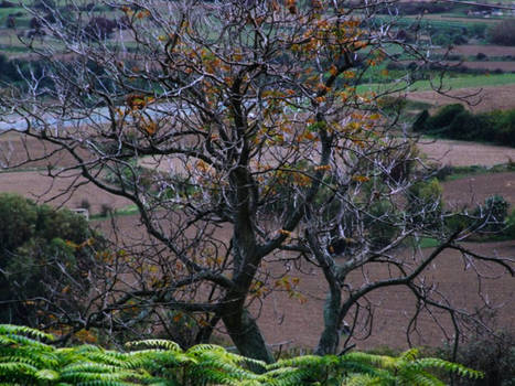 The Trees of Mdina