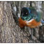 Superb Starling