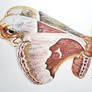 Promethea Moth