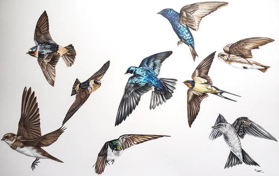 Swallow Flock