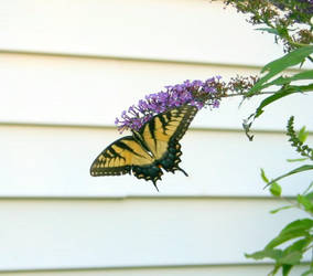 Swallowtail