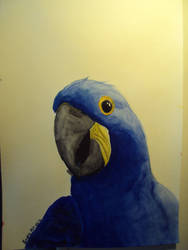 Hyacinth Macaw Watercolour Painting