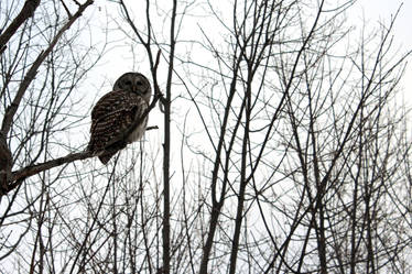 Barred Owl2