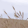 Kansas Wheat
