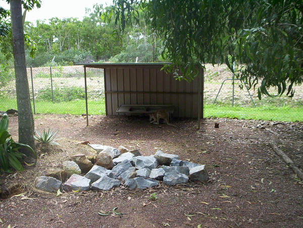 Little Roo by jtemplar on DeviantArt