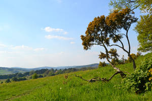 Gorse Bush by Lady---Vengeance