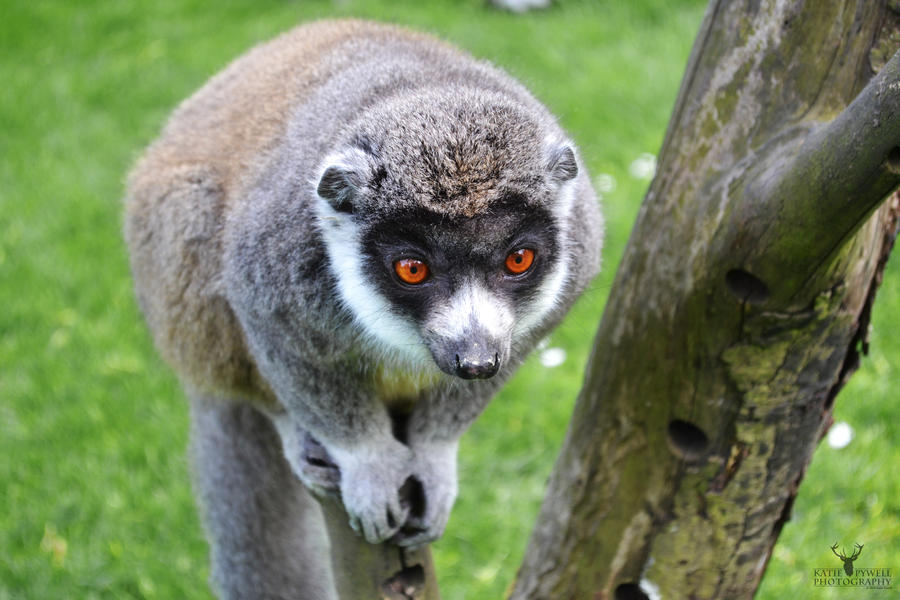 Cute Lemur