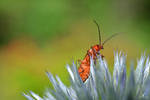 Soldier Beetle by Lady---Vengeance