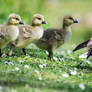 Following Mum