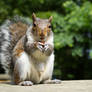 Grinning Squirrel