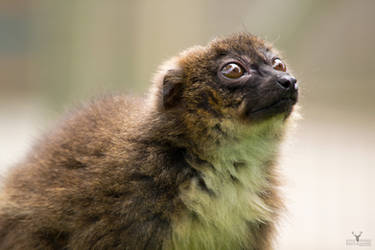 Red Bellied Lemur