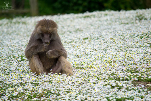 Daisies For Lunch