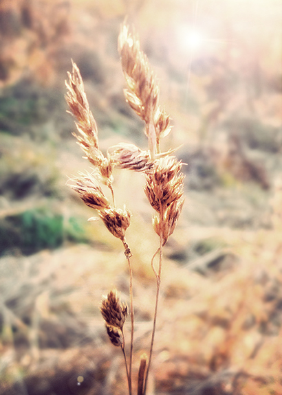 on the meadow