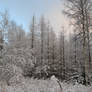 Wintery forest 1 unrestricted photo stock