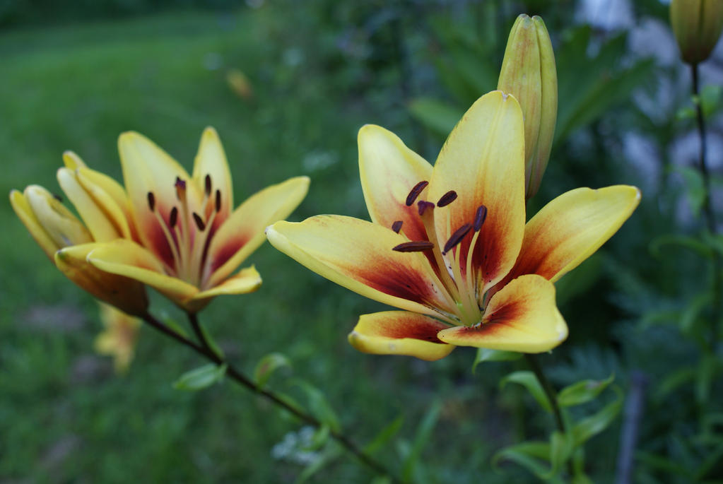 Yellow lilies by MariaLoikkii Yellow lilies by MariaLoikkii