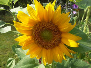 Sunflower 01 - unrestricted stock by MariaLoikkii