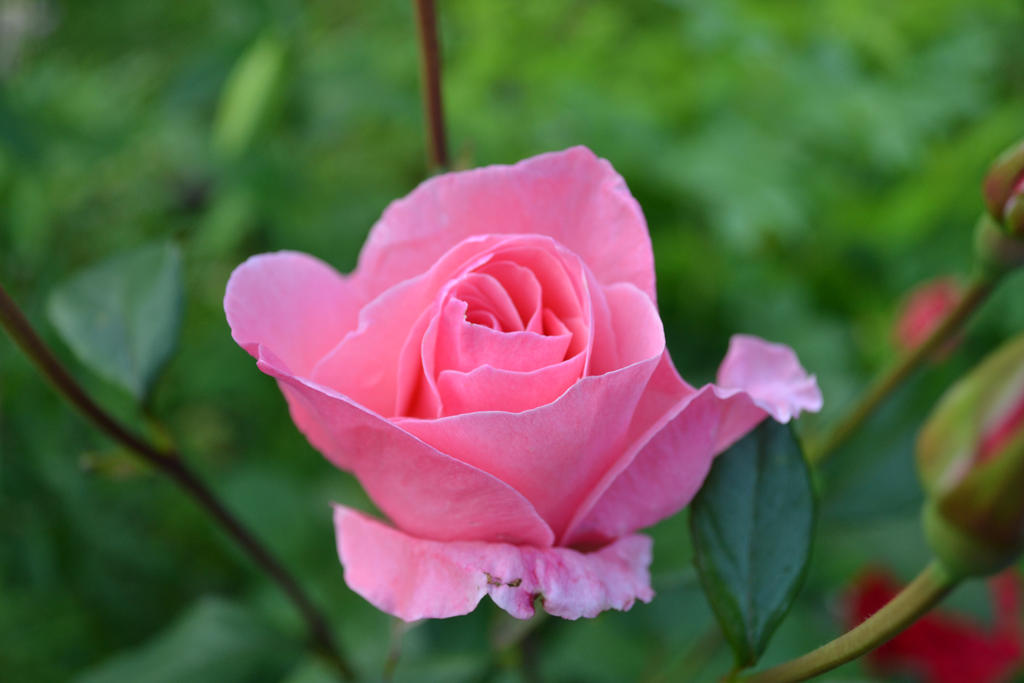 Pink Rose 03 - unrestricted stock