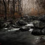 The Heart of the Forest