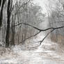 Winter study