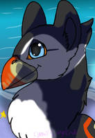 Puffin headshot 2021