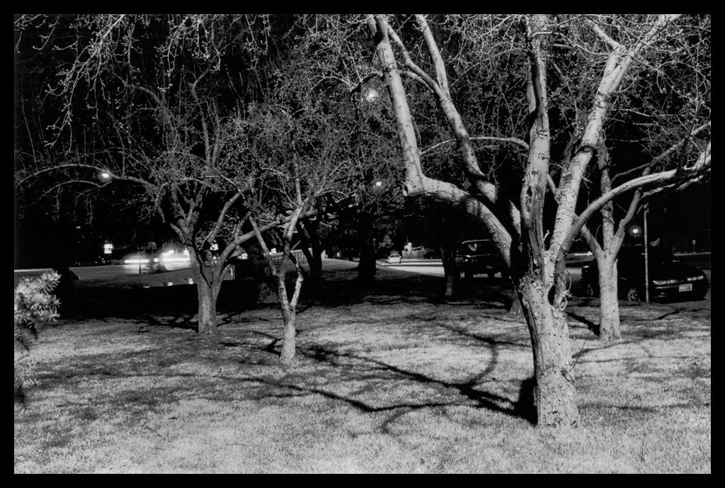 Trees by Streetlight