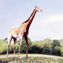 3d Giraffe
