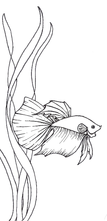 betta