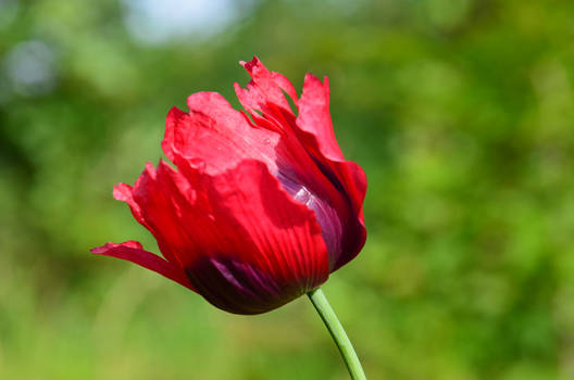 A Red Poppy